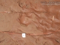 Roadrunner Tracks