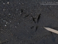 Roadrunner Tracks