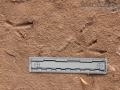 Roadrunner Tracks