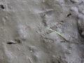 Robin Track