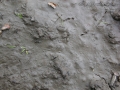 Robin Track