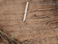 Rock Dove Tracks