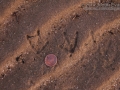 Royal Tern Tracks