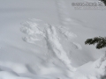 Ruffed Grouse Tracks
