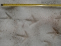 Sage Grouse Tracks