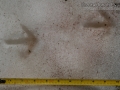 Sage Grouse Tracks