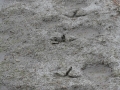 Sandhill Crane Tracks