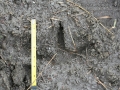Sandhill Crane Tracks