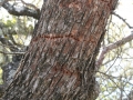 Sapsucker Holes