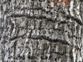Sapsucker Holes