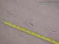 Scaled Quail Tracks