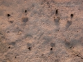Screech Owl Tracks