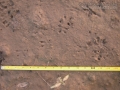 Screech Owl Tracks