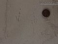 Scrub Jay Tracks