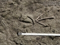 Small Duck Tracks