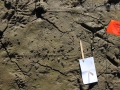 Snipe Tracks