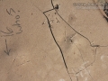 Snipe Tracks