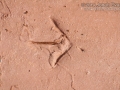 Snipe Tracks