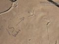 Spotted Sandpiper Tracks