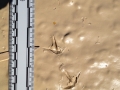 Spotted Sandpiper Tracks
