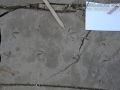Spotted Sandpiper Tracks
