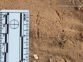 Swallow Tracks