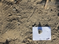 Towhee Tracks
