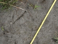 Trumpeter Swan Tracks