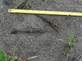 Trumpeter Swan Tracks