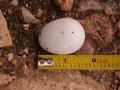 Turkey Eggs