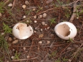 Turkey Eggs