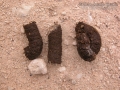 Turkey Scat
