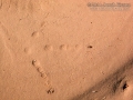 Turkey Tracks