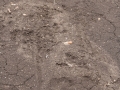 Turkey Tracks