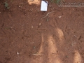 Turkey Tracks