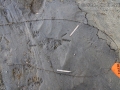 Turkey Tracks Female