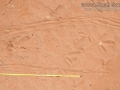 Turkey Tracks (Male Displaying)