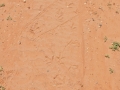 Turkey Tracks (Male Displaying)