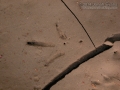 Turkey Tracks