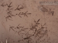 Turkey Vulture Eating Fish Tracks