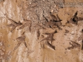 Turkey Vulture Tracks