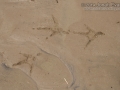 Turkey Vulture Tracks