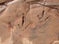 Turkey Vulture Tracks