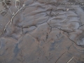 Turkey Vulture Tracks