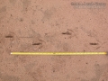 Turkey Vulture Tracks