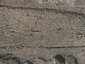 Vulture Tracks