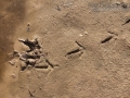 Vulture Tracks