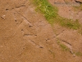 Vulture Tracks