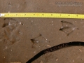 Wood Duck Tracks
