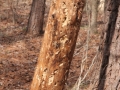 Woodpecker Sign